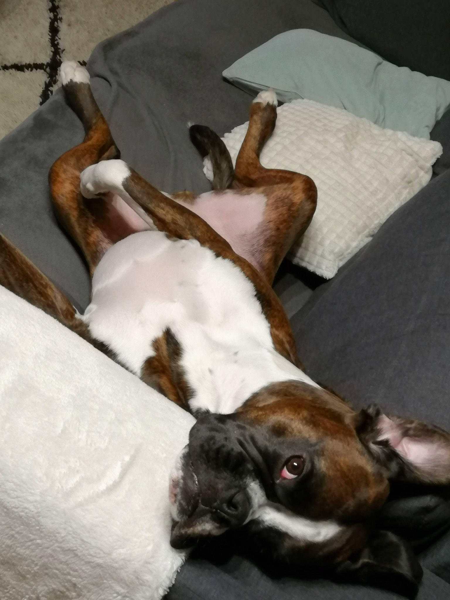 Noé participe au concours pour gagner de l'argent avec cette photo : bored, boston_terrier, brown, bulldog, canidae, carnivore, collar, comfort, companion_dog, dog, dog_breed, ear, fawn, hardwood, linens, liver, snout, sporting_group, wood, working_animal