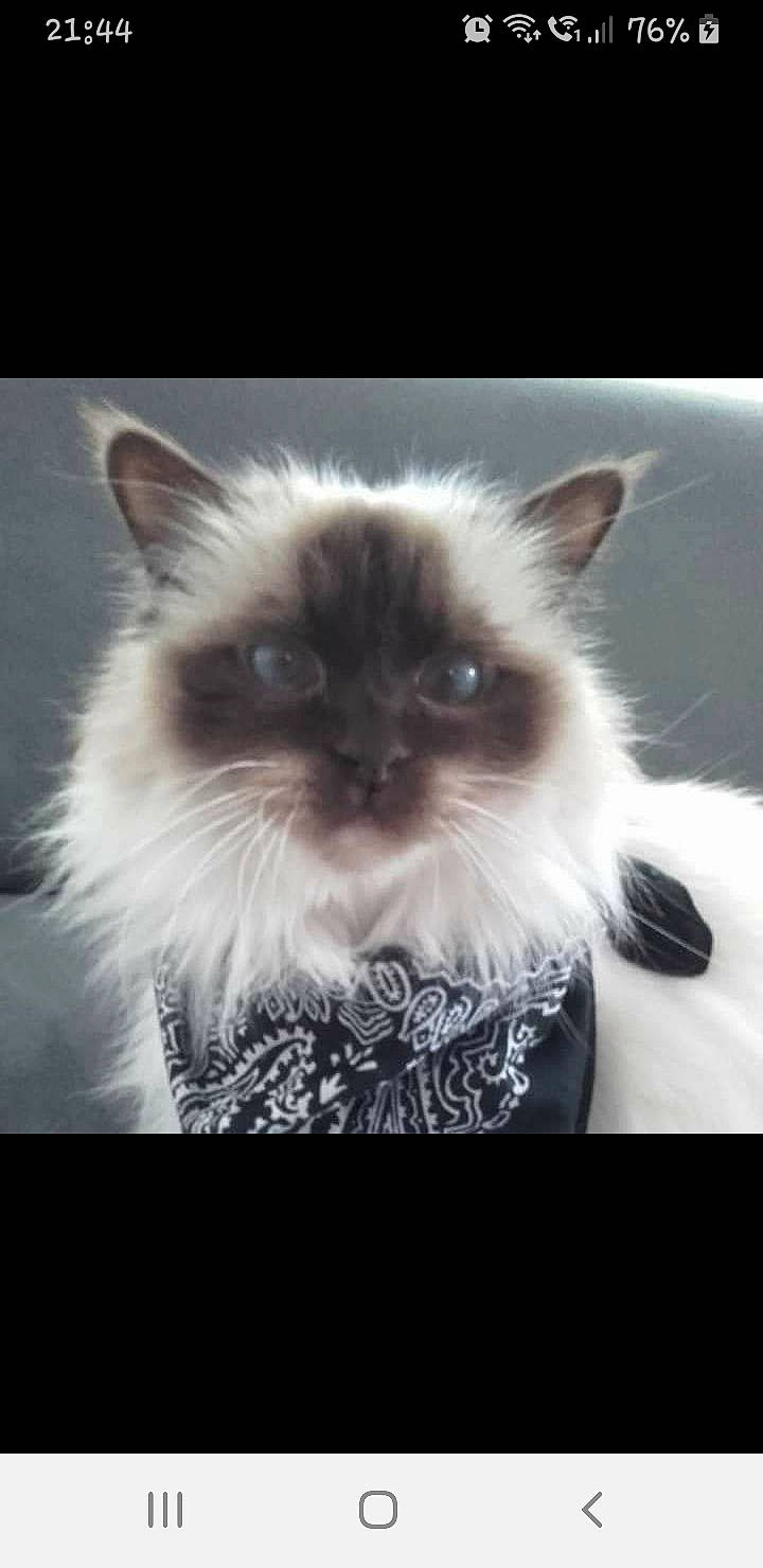 Cheeper participe au concours pour gagner de l'argent avec cette photo : art, balinese, birman, carnivore, cat, close_up, electric_blue, fawn, felidae, fur, iris, natural_material, plant, siamese, small_to_medium_sized_cats, snout, terrestrial_animal, whiskers