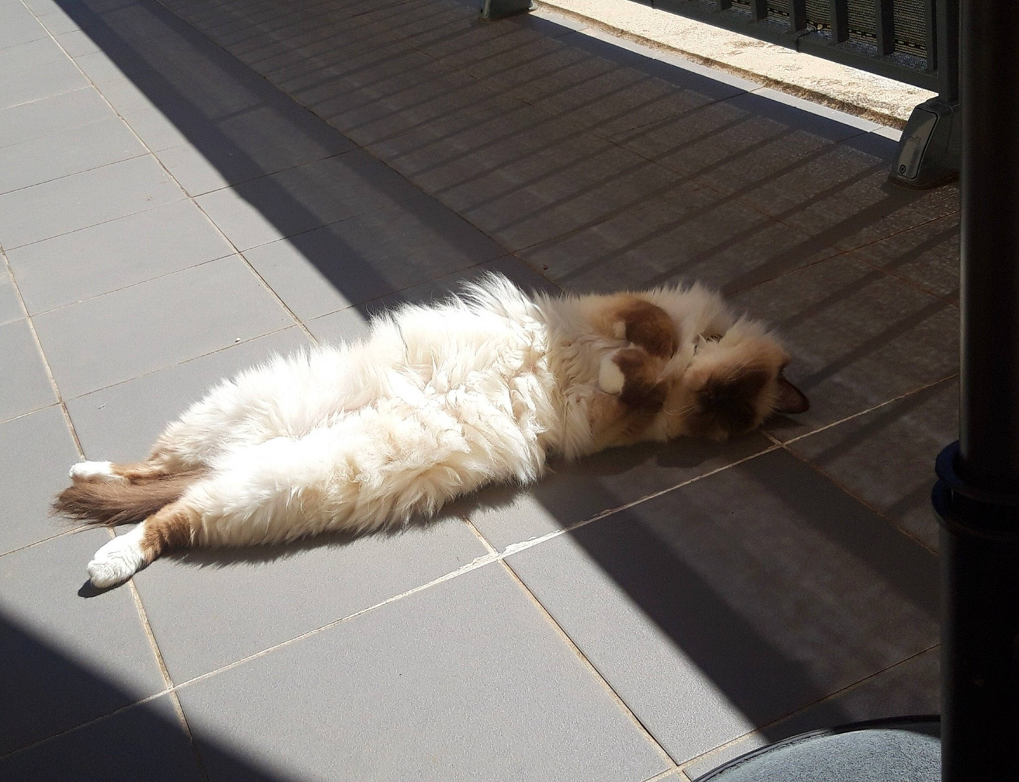 Cheeper participe au concours pour gagner de l'argent avec cette photo : asphalt, canidae, carnivore, cat, claw, companion_dog, dog_breed, fawn, felidae, fur, line, paw, road_surface, small_to_medium_sized_cats, snout, sporting_group, tail, toy_dog, whiskers, wood