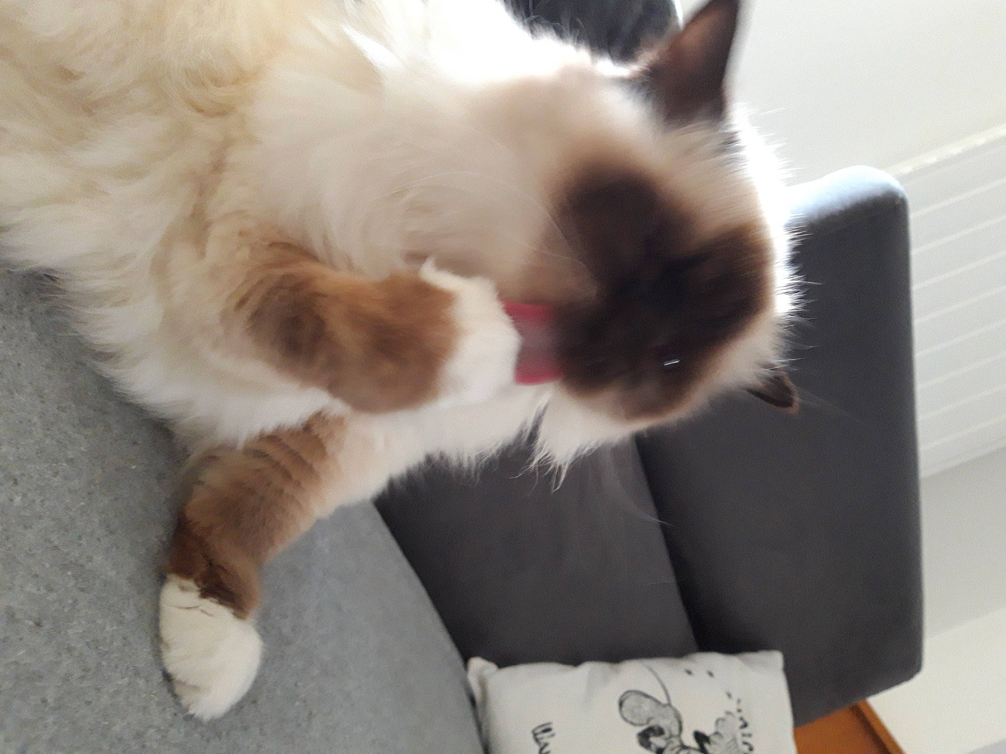 Cheeper participe au concours pour gagner de l'argent avec cette photo : balinese, box, carnivore, cat, claw, comfort, companion_dog, domestic_short_haired_cat, fawn, felidae, fur, packaging_and_labeling, paw, small_to_medium_sized_cats, snout, tail, thai, whiskers