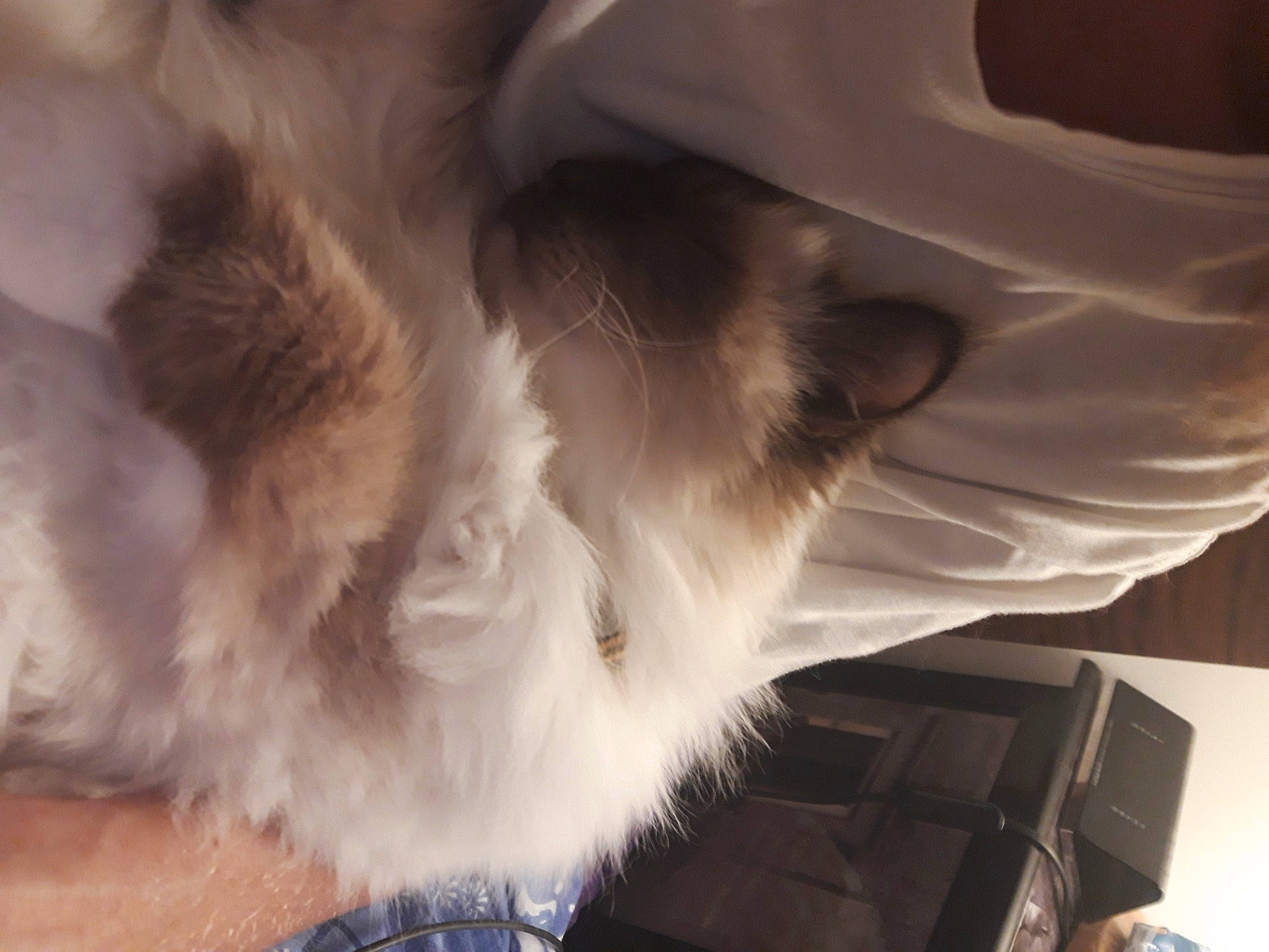 Cheeper a rejoint le concours — aidez-le/la à gagner de superbes lots ! canidae, carnivore, cat, comfort, companion_dog, dog_breed, fawn, feather, felidae, flooring, fur, hardwood, human_leg, natural_material, paw, small_to_medium_sized_cats, snout, sporting_group, tail, whiskers