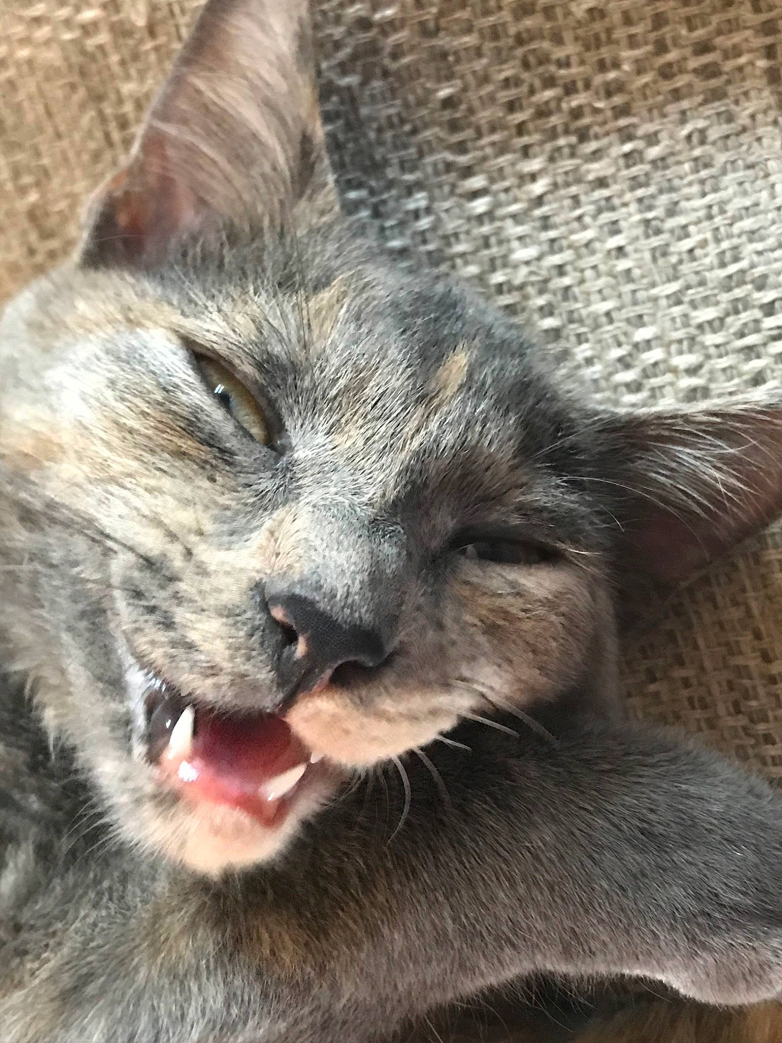 Popy participe au concours pour gagner de l'argent avec cette photo : carnivore, cat, domestic_short_haired_cat, ear, european_shorthair, felidae, fur, kitten, korat, mammal, nap, nebelung, nose, oriental_longhair, russian_blue, small_to_medium_sized_cats, snout, tabby_cat, vertebrate, whiskers