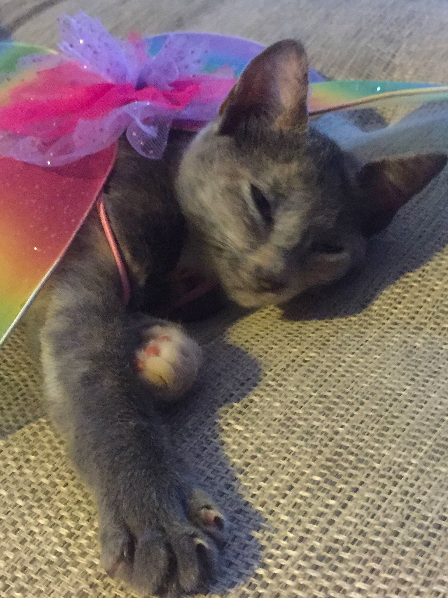 Popy participe au concours pour gagner de l'argent avec cette photo : burmese, carnivore, cat, chartreux, devon_rex, domestic_short_haired_cat, fawn, felidae, german_rex, kitten, korat, mammal, nebelung, russian_blue, small_to_medium_sized_cats, snout, tail, whiskers