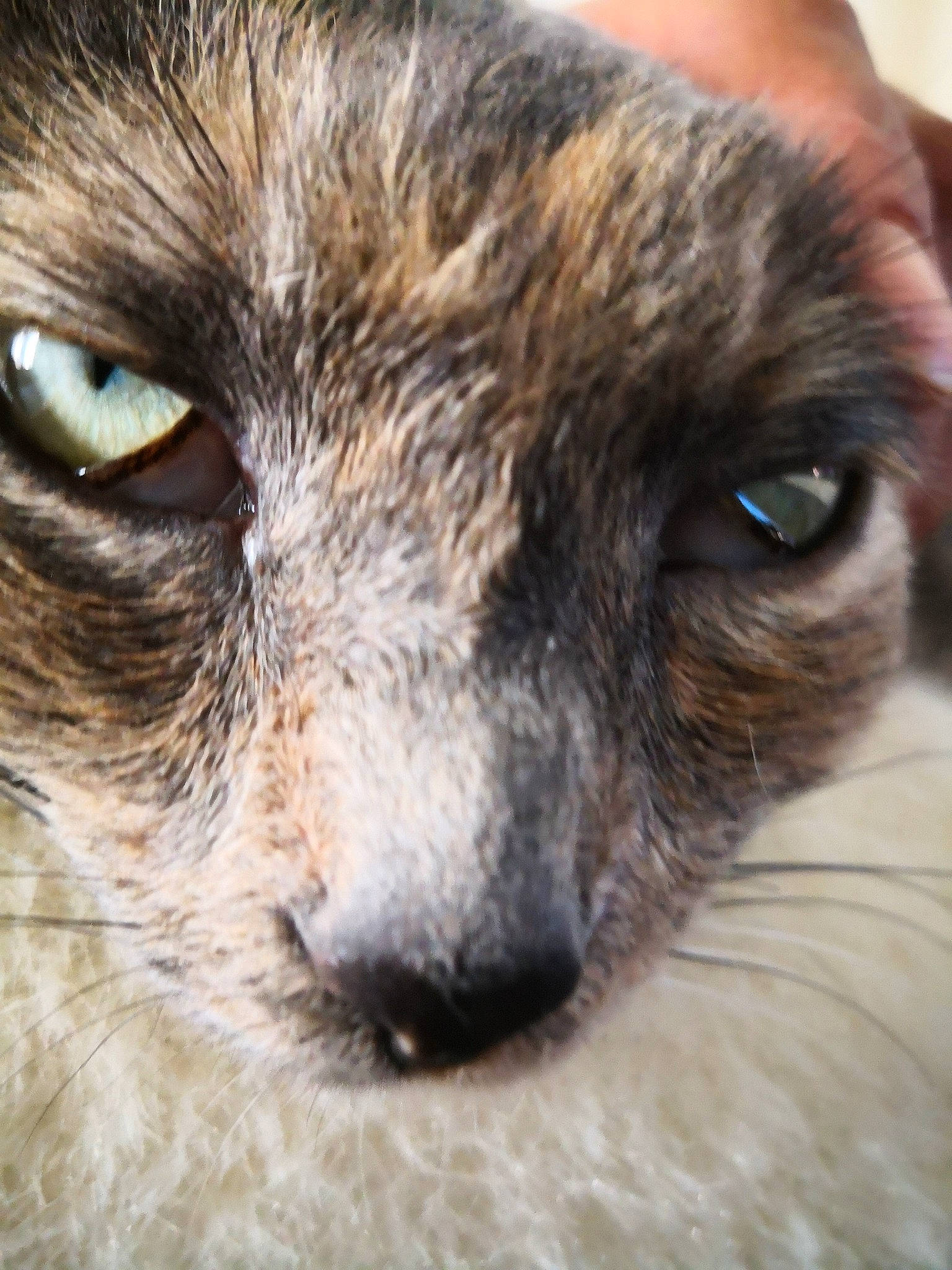 Kouki a rejoint le concours — aidez-le/la à gagner de superbes lots ! carnivore, cat, claw, close_up, domestic_short_haired_cat, fawn, felidae, fur, iris, small_to_medium_sized_cats, snout, terrestrial_animal, whiskers, wildlife