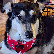 Molly is registered to the contest to win money with this photo: dog, bandana, red_bandana, heart_pattern, indoor, carpet, flooring, glass_cabinet, pet, canine, close_up, fur, black_and_white, lying_down, collar, tag, ears, eyes, snout, home