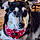 Molly