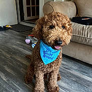 Sailor joined the competition — help win amazing prizes! accessories, airedale, animal, architecture, bag, building, canine, couch, cushion, dog, furniture, handbag, homedecor, indoors, pet, poodle, puppy, rug, terrier, wood