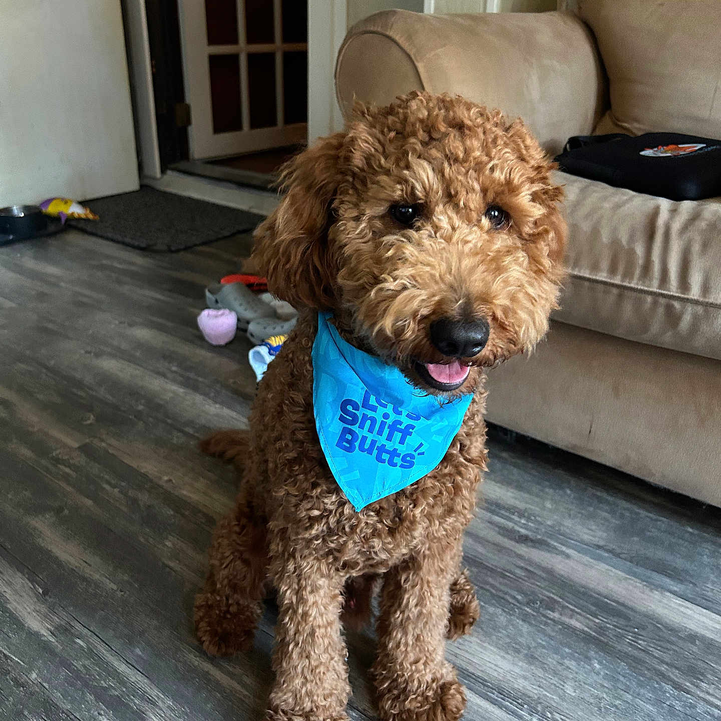Sailor joined the competition — help win amazing prizes! accessories, airedale, animal, architecture, bag, building, canine, couch, cushion, dog, furniture, handbag, homedecor, indoors, pet, poodle, puppy, rug, terrier, wood