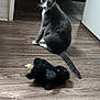 Haze Aka Baby Haze joined the competition — help win amazing prizes! abyssinian, accessories, animal, blackcat, cat, clothing, couch, footwear, furniture, hardwood, indoors, interiordesign, kitten, manx, pet, plywood, stainedwood, strap, toy, wood
