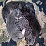 Haze Aka Baby Haze is registered to the contest to win money with this photo: angora, animal, canine, cat, chinchilla, computerhardware, dog, hamster, hare, kangaroo, kitten, manx, person, pet, puppy, rabbit, rat, rodent, sleeping, snout