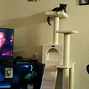 Haze Aka Baby Haze is registered to the contest to win money with this photo: animal, architecture, building, cat, computerhardware, electronics, entertainmentcenter, flower, furniture, hardware, indoors, livingroom, monitor, pet, photoframe, plant, room, screen, shelf, tv