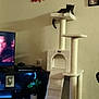 animal, architecture, building, cat, computerhardware, electronics, entertainmentcenter, flower, furniture, hardware, indoors, livingroom, monitor, pet, photoframe, plant, room, screen, shelf, tv
