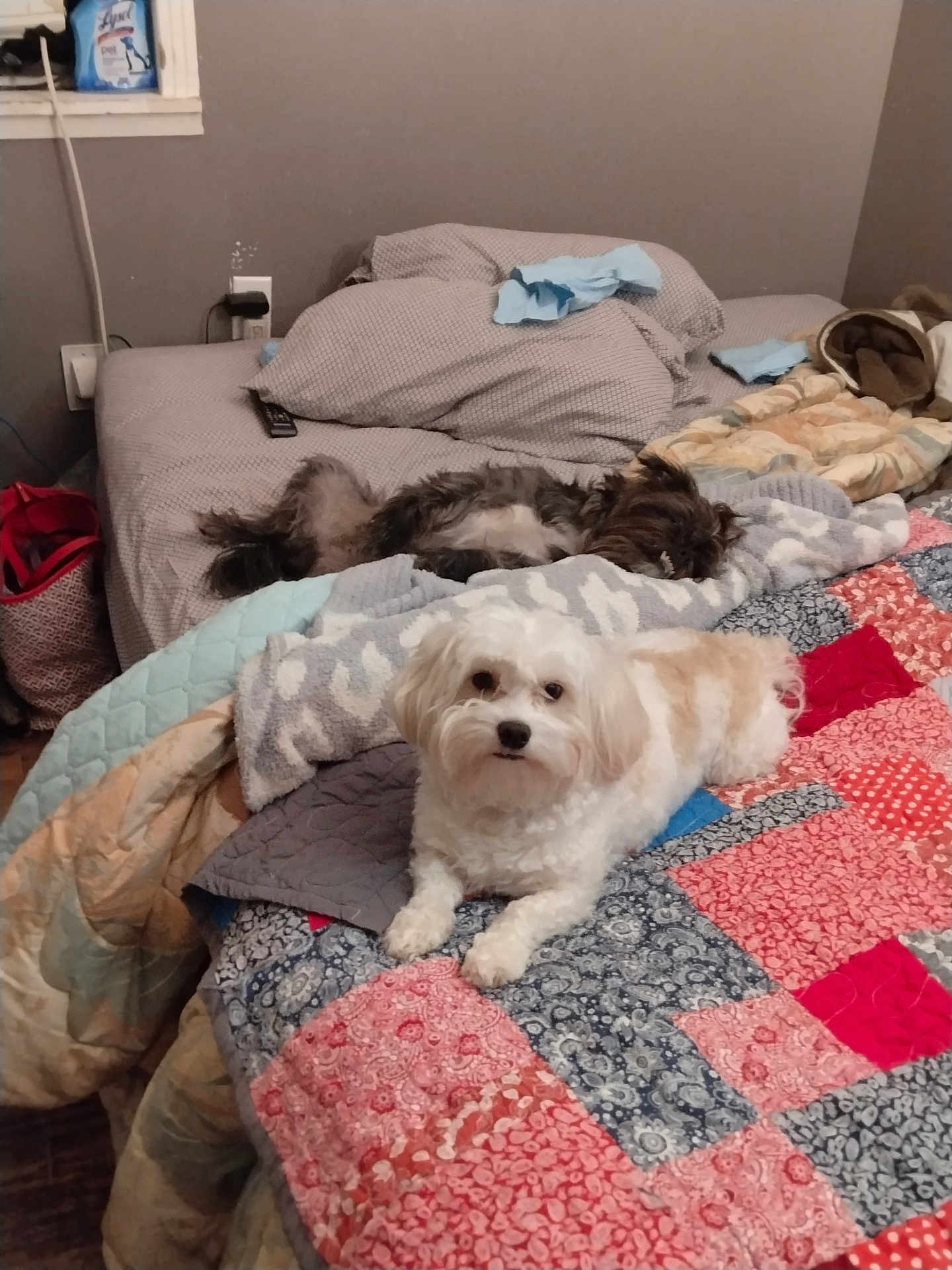 Remmy is registered to the contest to win money with this photo: dog, bed, blanket, pillow, quilt, indoor, pet, fur, resting, cozy, home, animal, sleeping, cute, brown, white, tan, fabric, room, relaxing