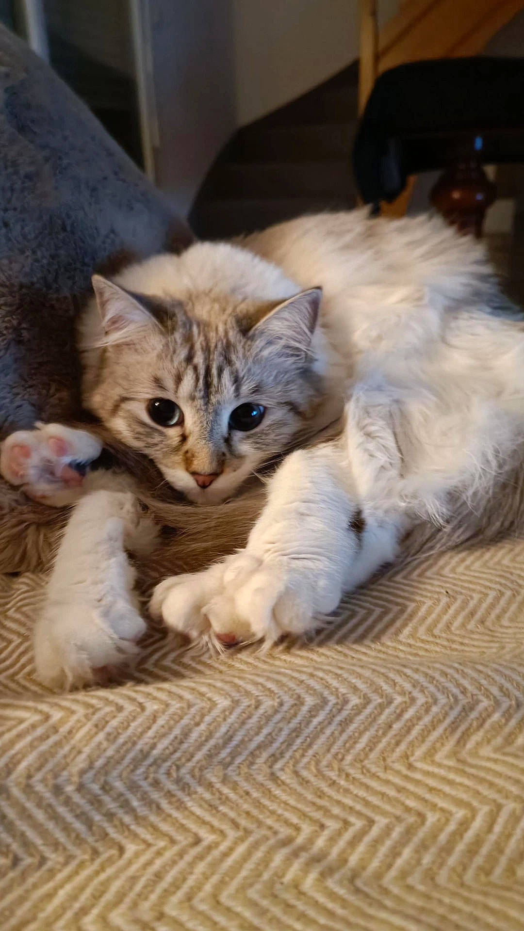 Rhéa participe au concours pour gagner de l'argent avec cette photo : carnivore, cat, cat_toy, claw, comfort, domestic_short_haired_cat, fawn, felidae, flooring, fur, paw, sitting, small_to_medium_sized_cats, snout, tail, terrestrial_animal, whiskers, wood