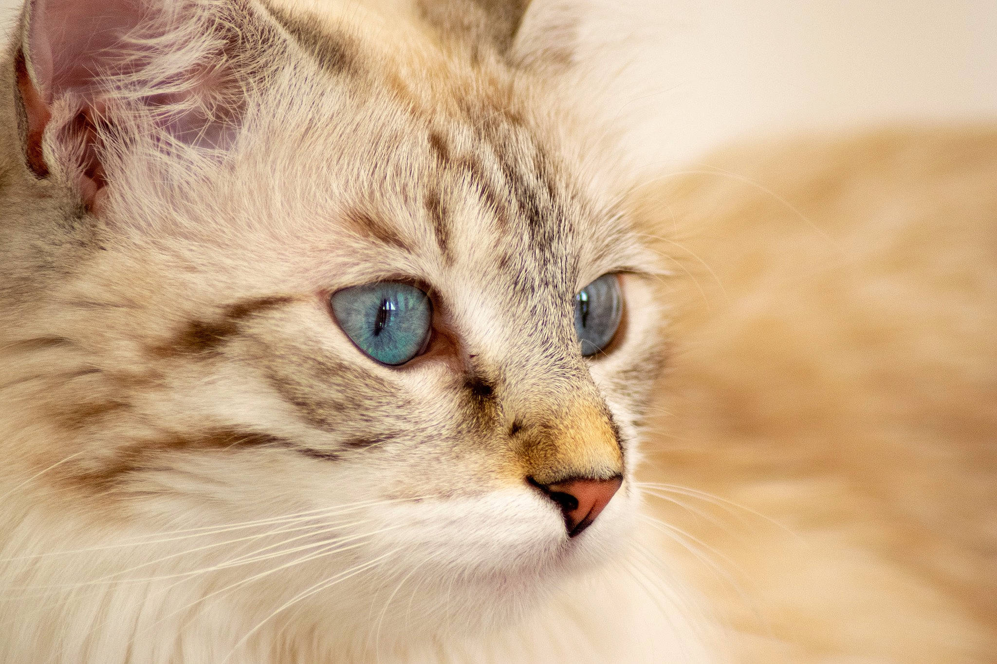 Rhéa participe au concours pour gagner de l'argent avec cette photo : carnivore, cat, comfort, domestic_short_haired_cat, eye, fawn, felidae, fur, head, plant, ragdoll, small_to_medium_sized_cats, snout, terrestrial_animal, whiskers, wildlife, wood