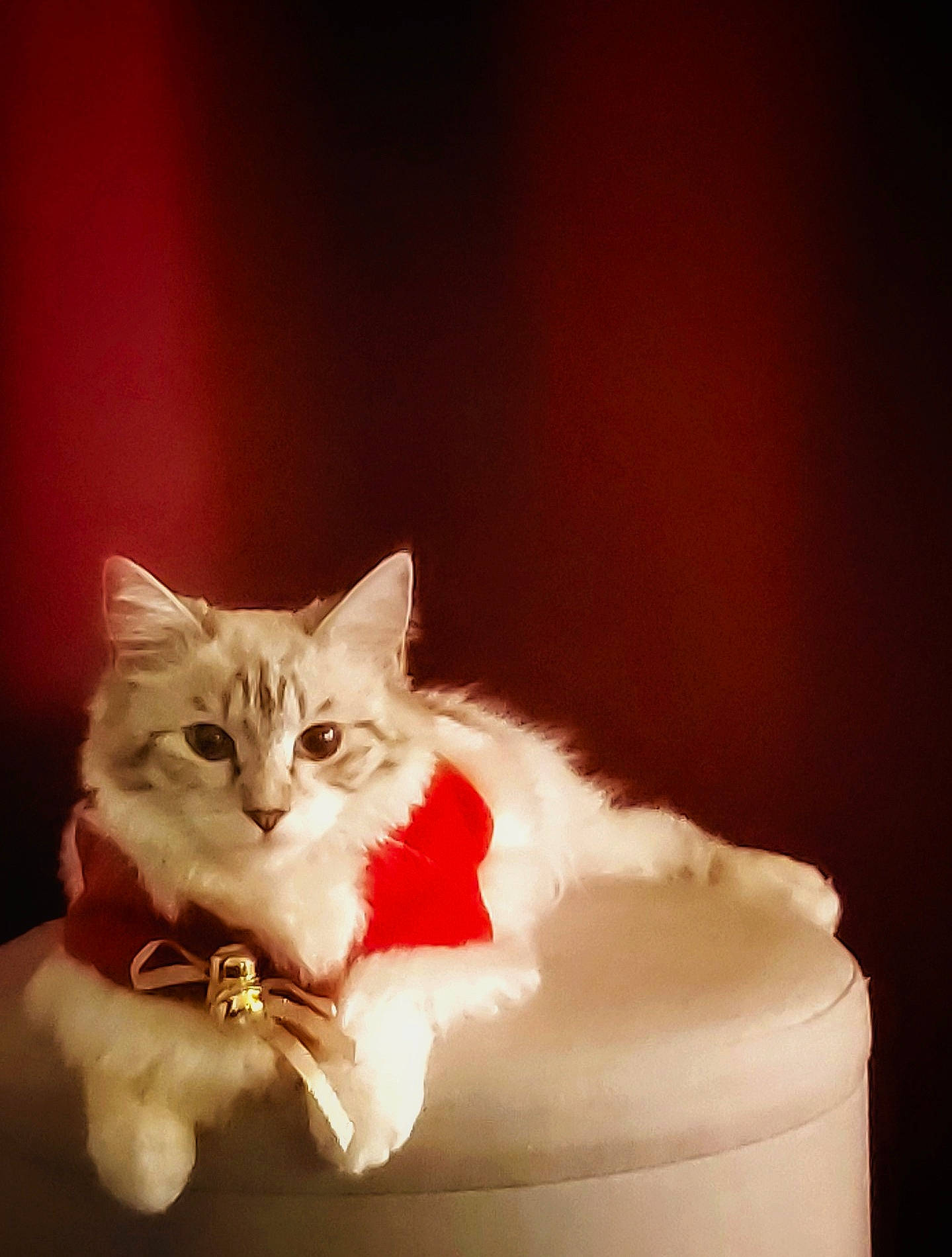 Rhéa participe au concours pour gagner de l'argent avec cette photo : carnivore, cat, cat_supply, felidae, fur, paw, plant, small_to_medium_sized_cats, tail, whiskers