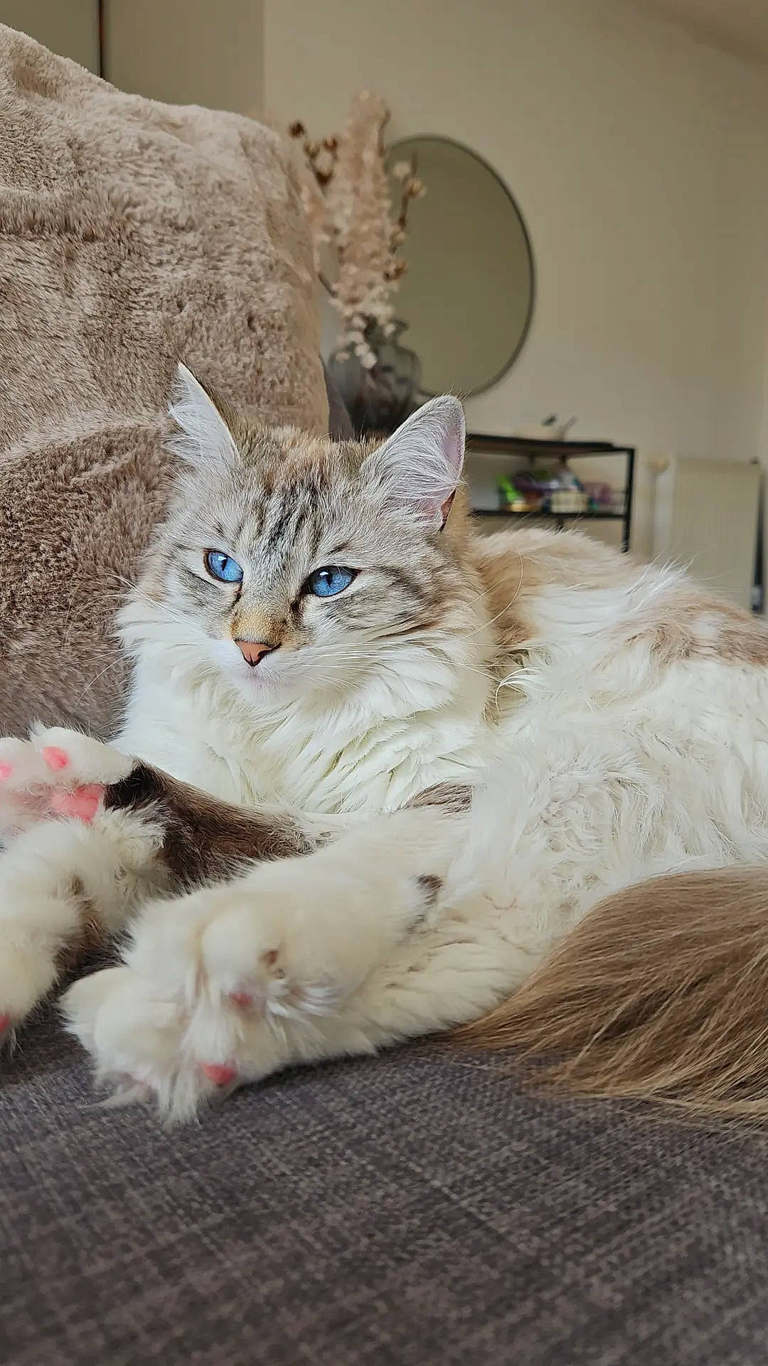 Rhéa participe au concours pour gagner de l'argent avec cette photo : carnivore, cat, claw, comfort, domestic_short_haired_cat, fawn, felidae, fur, paw, picture_frame, small_to_medium_sized_cats, snout, tail, whiskers, window