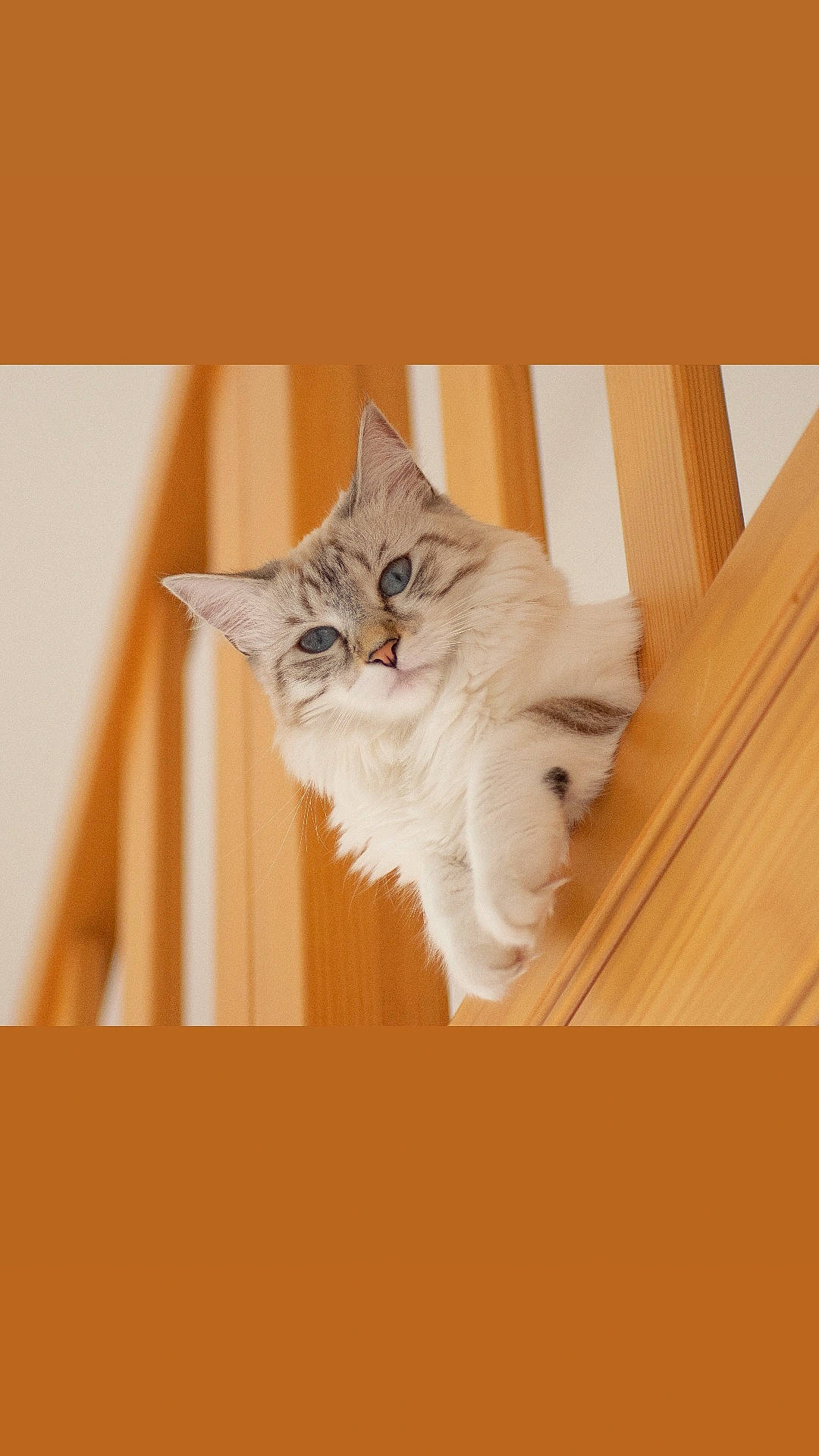 Rhéa participe au concours pour gagner de l'argent avec cette photo : british_longhair, carnivore, cat, comfort, fawn, felidae, fur, hardwood, paw, room, small_to_medium_sized_cats, tail, terrestrial_animal, varnish, whiskers, window, wood, wood_stain