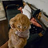 kitten, cat, orange_cat, ginger_cat, pet, animal, fluffy, young_animal, held, hands, indoor, home, bed, blanket, clothing, person, cozy, portrait, soft_focus, cute