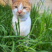Marvin is registered to the contest to win money with this photo: cat, orange_cat, white_cat, grass, outdoor, nature, pet, animal, feline, close_up, portrait, greenery, relaxed, sitting, whiskers, ears, eyes, fur, collar, background_blur