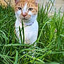 cat, orange_cat, white_cat, grass, outdoor, nature, pet, animal, feline, close_up, portrait, greenery, relaxed, sitting, whiskers, ears, eyes, fur, collar, background_blur