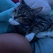 Basil joined the competition — help win amazing prizes! cat, tabby, white_paws, blanket, blue_blanket, soft_texture, resting, indoor, pet, feline, close_up, cute, cozy, sleepy, whiskers, ears, paw, animal, companion, relaxed