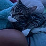 cat, tabby, white_paws, blanket, blue_blanket, soft_texture, resting, indoor, pet, feline, close_up, cute, cozy, sleepy, whiskers, ears, paw, animal, companion, relaxed