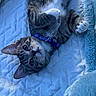Basil joined the competition — help win amazing prizes! cat, kitten, tabby, collar, pet, animal, lying_down, blanket, quilted, soft, cute, feline, indoor, cozy, resting, young, fur, whiskers, ears, curious