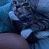 cat, tabby_cat, paw, tongue, blue_collar, blanket, feline, pet, closeup, whiskers, cute, indoor, resting, grooming, soft_texture, striped_fur, animal, cozy, sleepy, paw_in_mouth