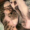 Basil is registered to the contest to win money with this photo: cat, sleeping, paws, tabby, fur, cozy, cute, pet, animal, resting, domestic_cat, whiskers, relaxing, indoor, feline, soft, closeup, two_cats, snuggle, napping