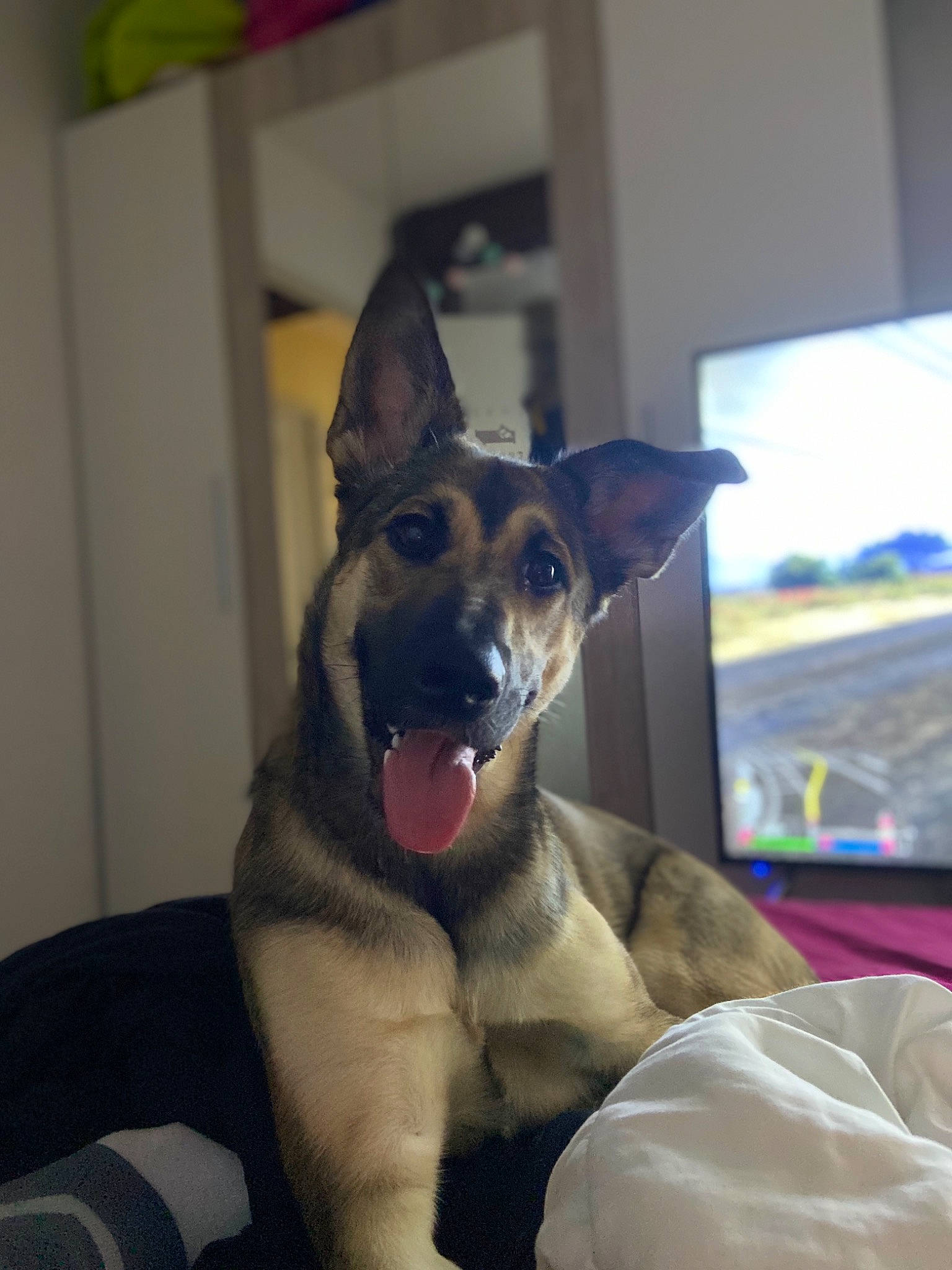 Polia a rejoint le concours — aidez-le/la à gagner de superbes lots ! belgian_shepherd_malinois, canidae, carnivore, dog, dog_breed, ear, east_european_shepherd, fawn, formosan_mountain_dog, german_shepherd_dog, mammal, potcake_dog, snout, vertebrate