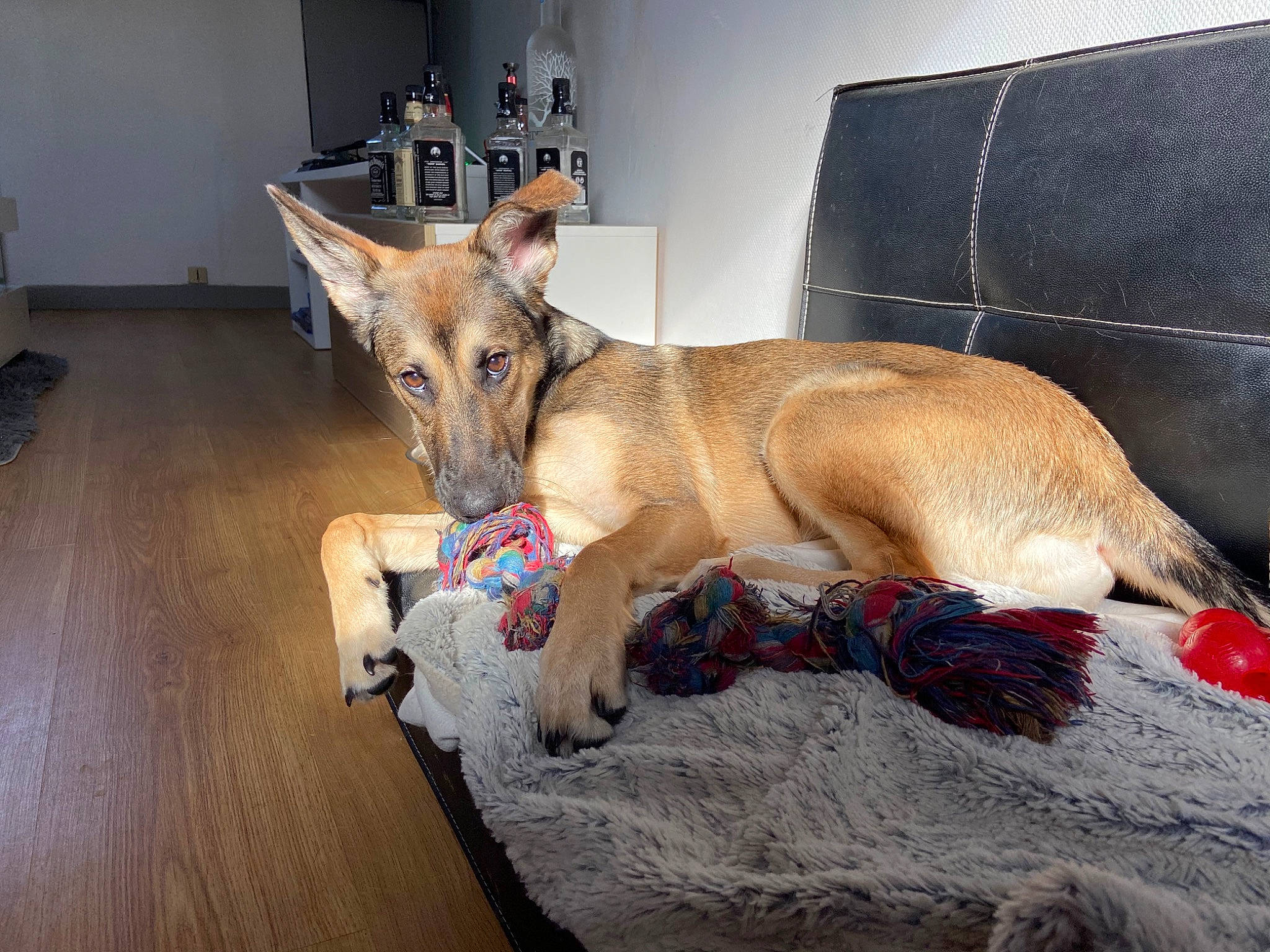 Polia a rejoint le concours — aidez-le/la à gagner de superbes lots ! aspin, canidae, carnivore, dog, dog_breed, fawn, floor, galgo_espanol, greyhound, hortaya_borzaya, lurcher, mammal, snout, street_dog, vertebrate, whippet