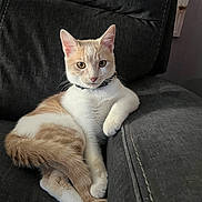 Gizmo joined the competition — help win amazing prizes! animal, cat, collar, couch, cream_color, cute, domestic, ears, feline, furniture, indoor, lounging, paw, pet, portrait, relaxed, resting, tail, whiskers, white_color