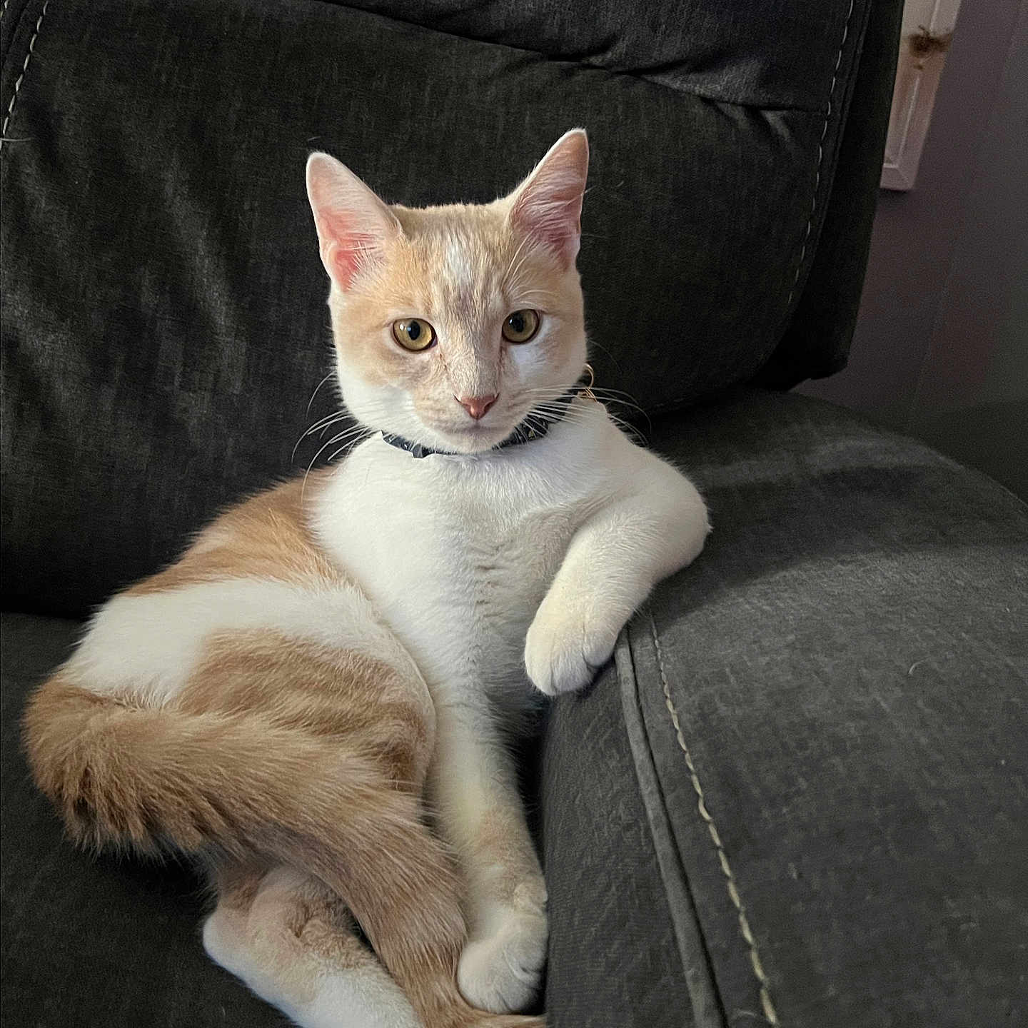 Gizmo