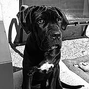 Alix participe au concours pour gagner de l'argent avec cette photo : bench, black_dog, closeup, dog, domestic_animal, grassy_ground, muzzle, nose, outdoor, paws, pet, portrait, puppy, sad_eyes, shadow, sitting, sunlight, towel, whiskers, white_chest