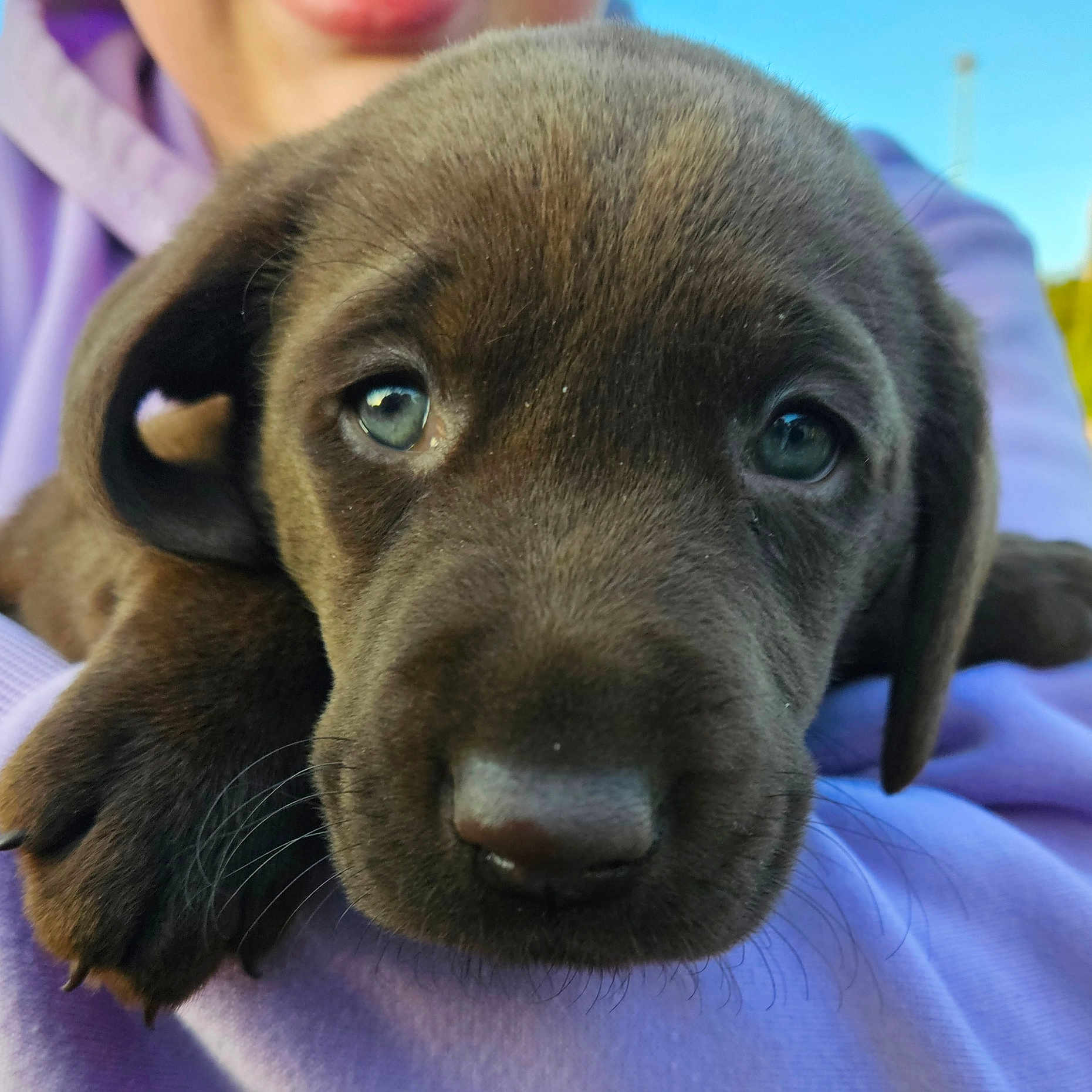 Bandit is registered to the contest to win money with this photo: animal, beagle, boxer, bulldog, canine, dog, face, head, hound, labradorretriever, person, pet, pointer, puppy, snout