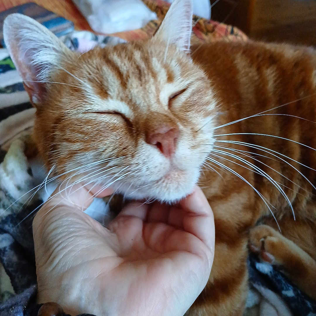 Caramel