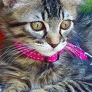 Zyggy participe au concours pour gagner de l'argent avec cette photo : kitten, cat, tabby, pet, collar, pink, fur, whiskers, paws, close_up, animal, cute, domestic_cat, young, outdoor, greenery, leaves, relaxed, alert, portrait
