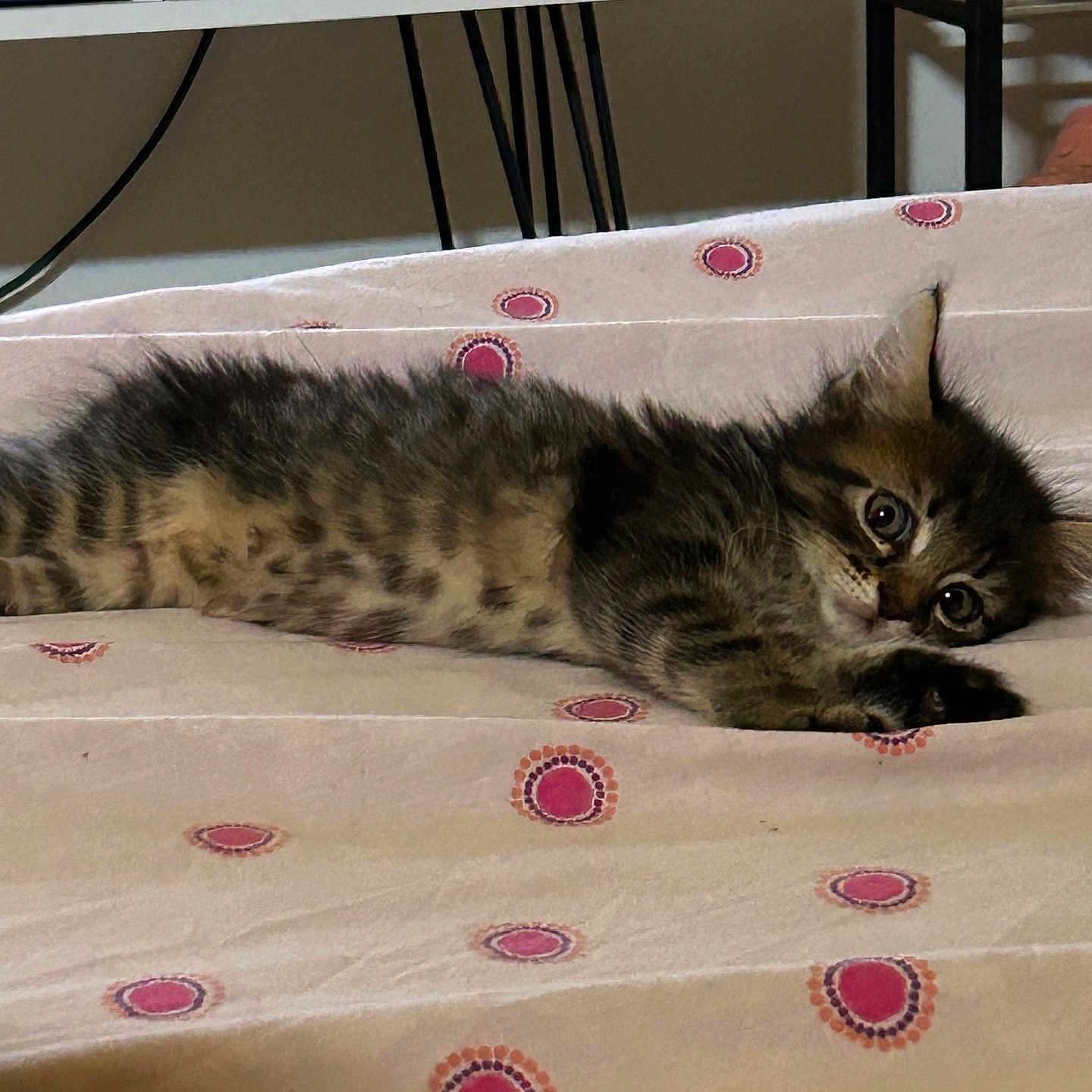 Zyggy participe au concours pour gagner de l'argent avec cette photo : abyssinian, animal, bed, bedroom, blanket, cat, couch, cushion, furniture, homedecor, indoors, kitten, manx, pet, plywood, quilt, room, siamese, table, wood