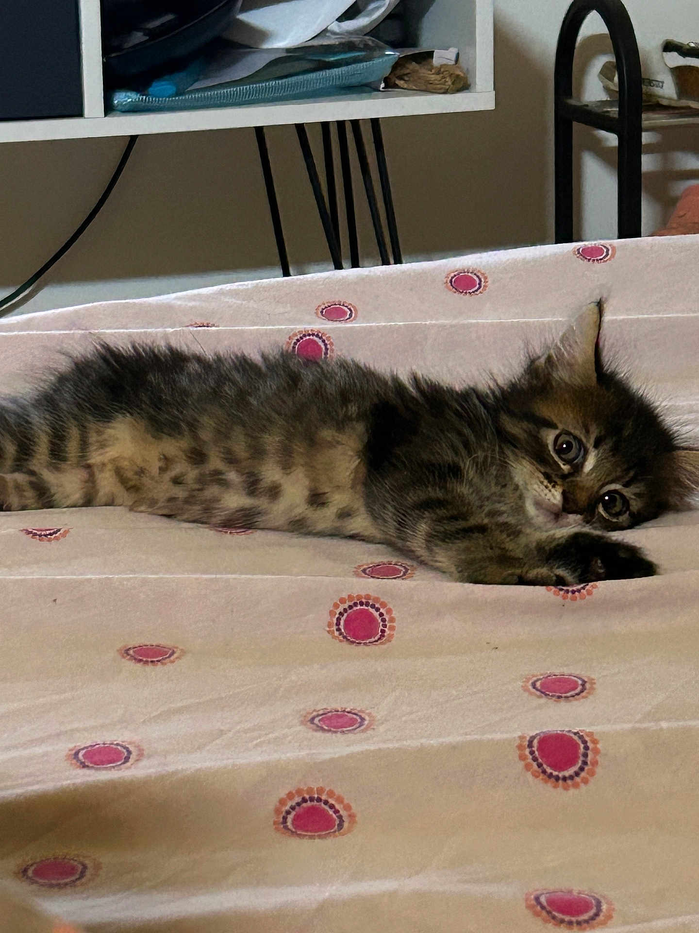 Zyggy participe au concours pour gagner de l'argent avec cette photo : abyssinian, animal, bed, bedroom, blanket, cat, couch, cushion, furniture, homedecor, indoors, kitten, manx, pet, plywood, quilt, room, siamese, table, wood