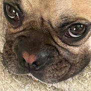 Roxy is registered to the contest to win money with this photo: animal, canine, close_up, cute, dog, expression, eyes, face, fur, indoor, muzzle, nose, pet, portrait, resting, sleepy, snout, soft, texture, whiskers