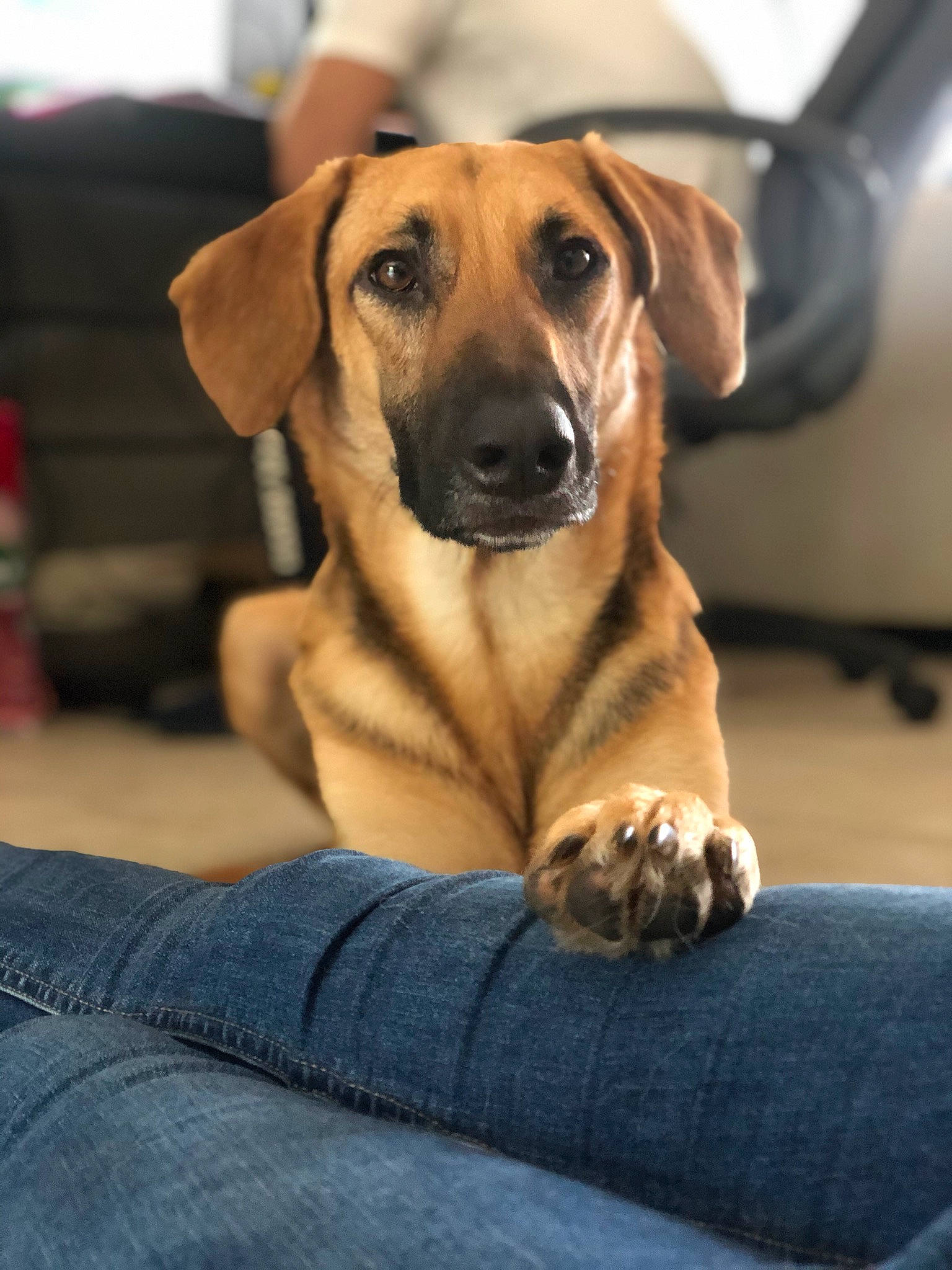 Joy a rejoint le concours — aidez-le/la à gagner de superbes lots ! carnivore, comfort, companion_dog, denim, dog, dog_breed, fawn, fur, great_dane, guard_dog, hound, paw, snout, sporting_group, terrestrial_animal, whiskers, working_animal, working_dog