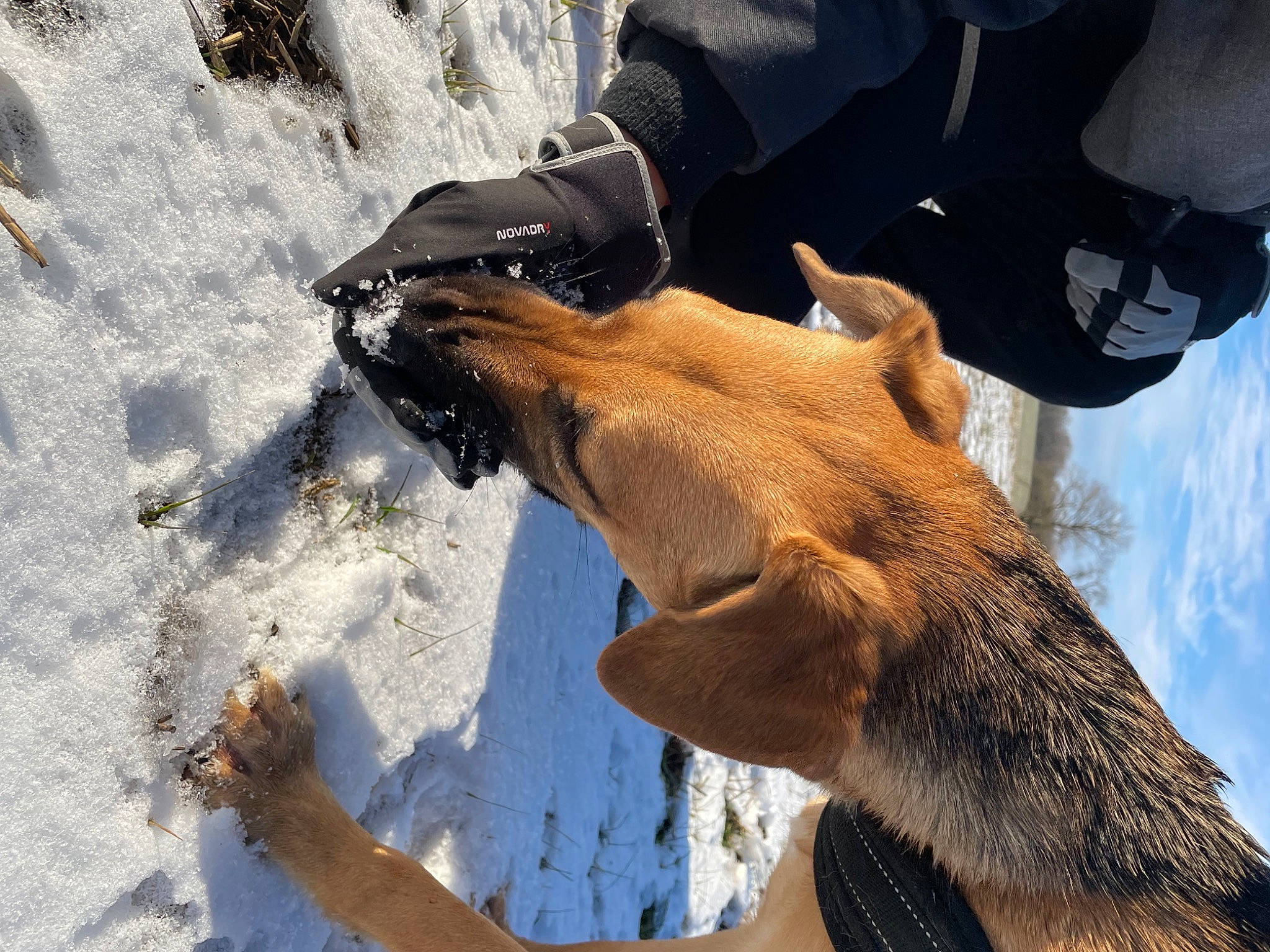 Joy a rejoint le concours — aidez-le/la à gagner de superbes lots ! deer, dog_breed, fawn, freezing, fur, gesture, landscape, liver, livestock, pack_animal, people_in_nature, recreation, snout, snow, sunglasses, terrestrial_animal, wildlife, wildlife_biologist, winter, working_animal