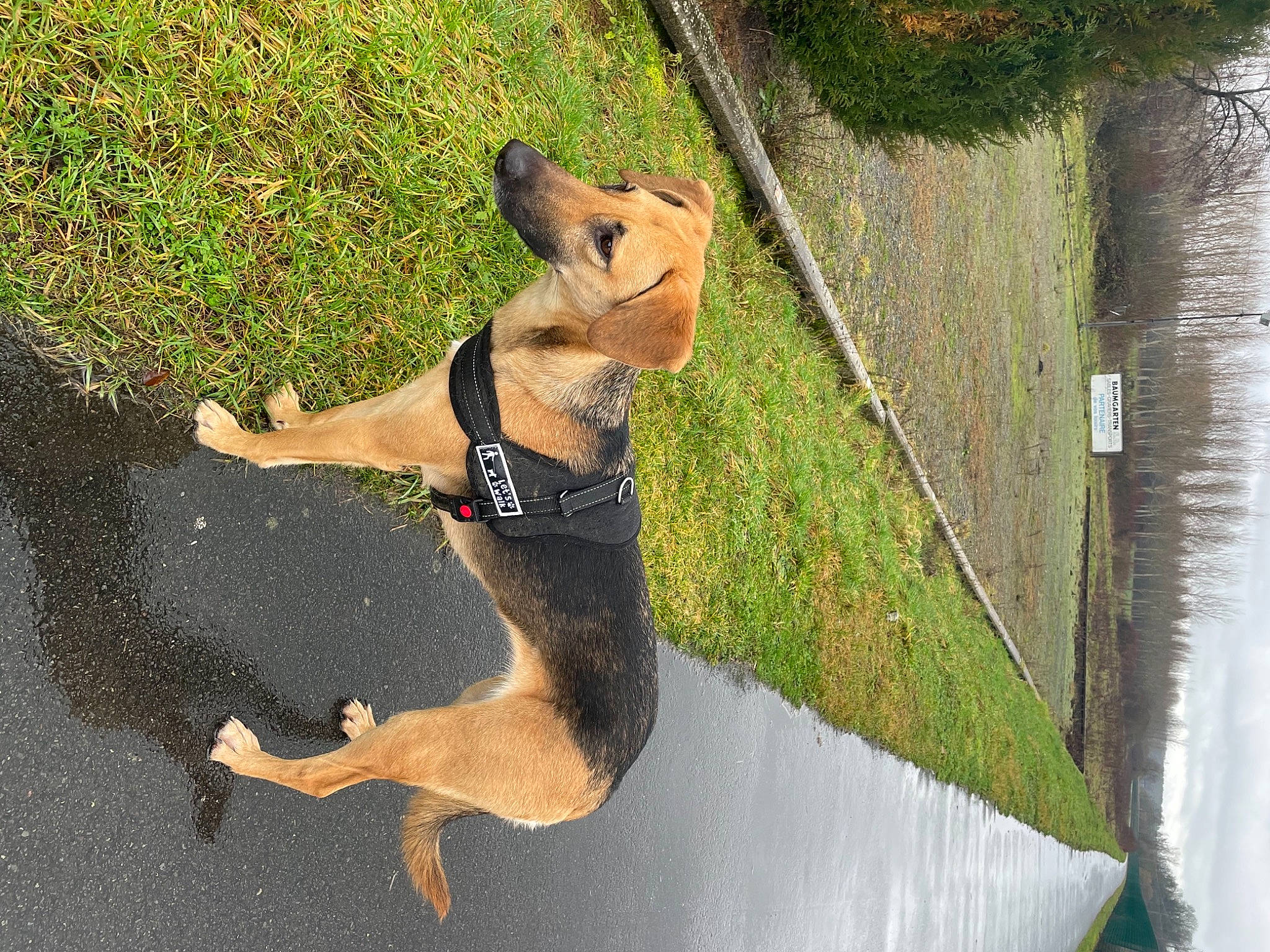 Joy a rejoint le concours — aidez-le/la à gagner de superbes lots ! active_pants, canidae, carnivore, collar, companion_dog, dog, dog_breed, dog_collar, dog_supply, fawn, grass, leash, pet_supply, plant, recreation, sporting_group, tail, trunk, wood, yoga_pant