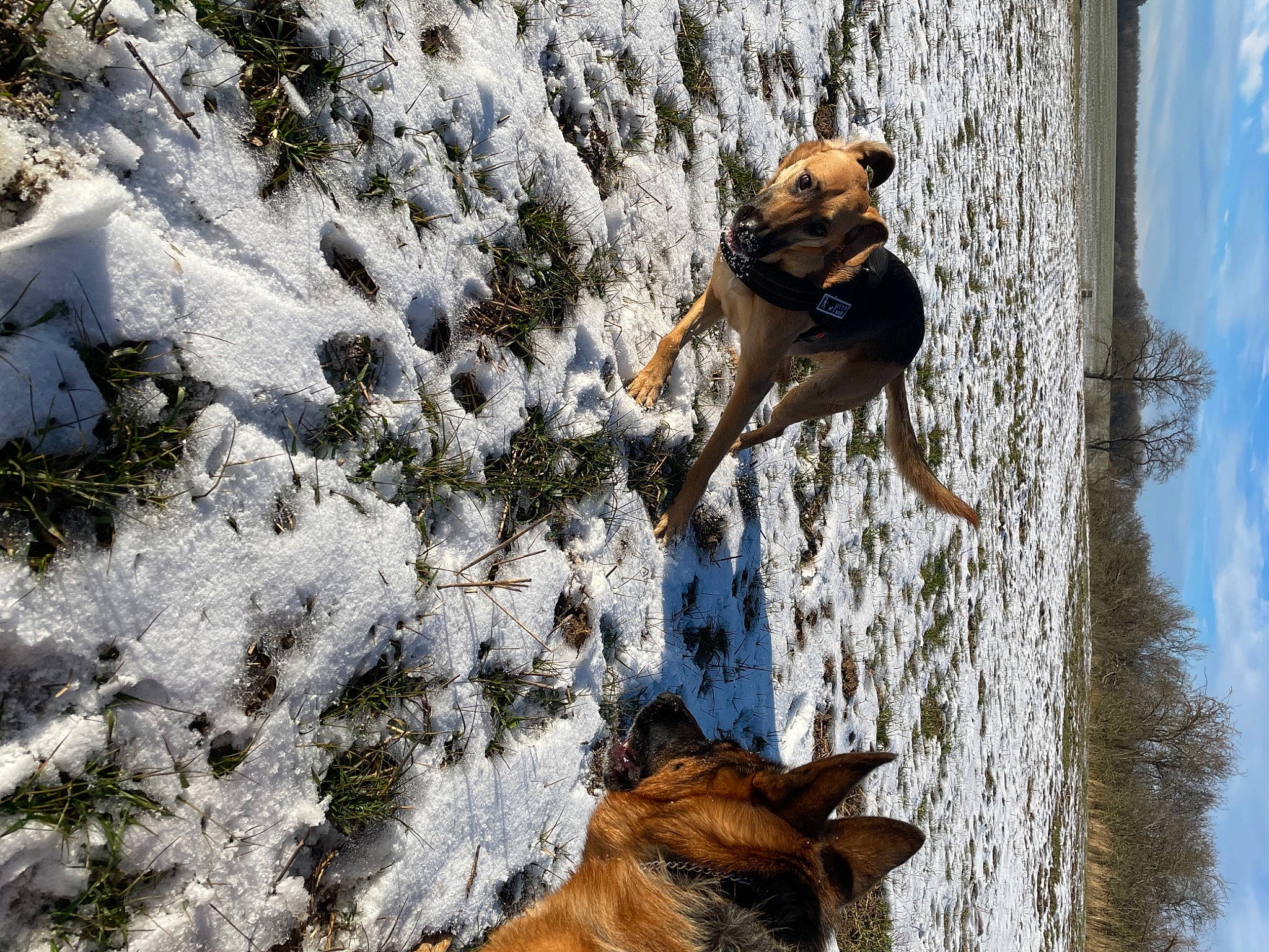 Joy a rejoint le concours — aidez-le/la à gagner de superbes lots ! adventure, blue, carnivore, dog, dog_breed, fawn, freezing, fun, geological_phenomenon, leash, people_in_nature, plant, recreation, sky, snow, sporting_group, tree, winter, wood, working_animal