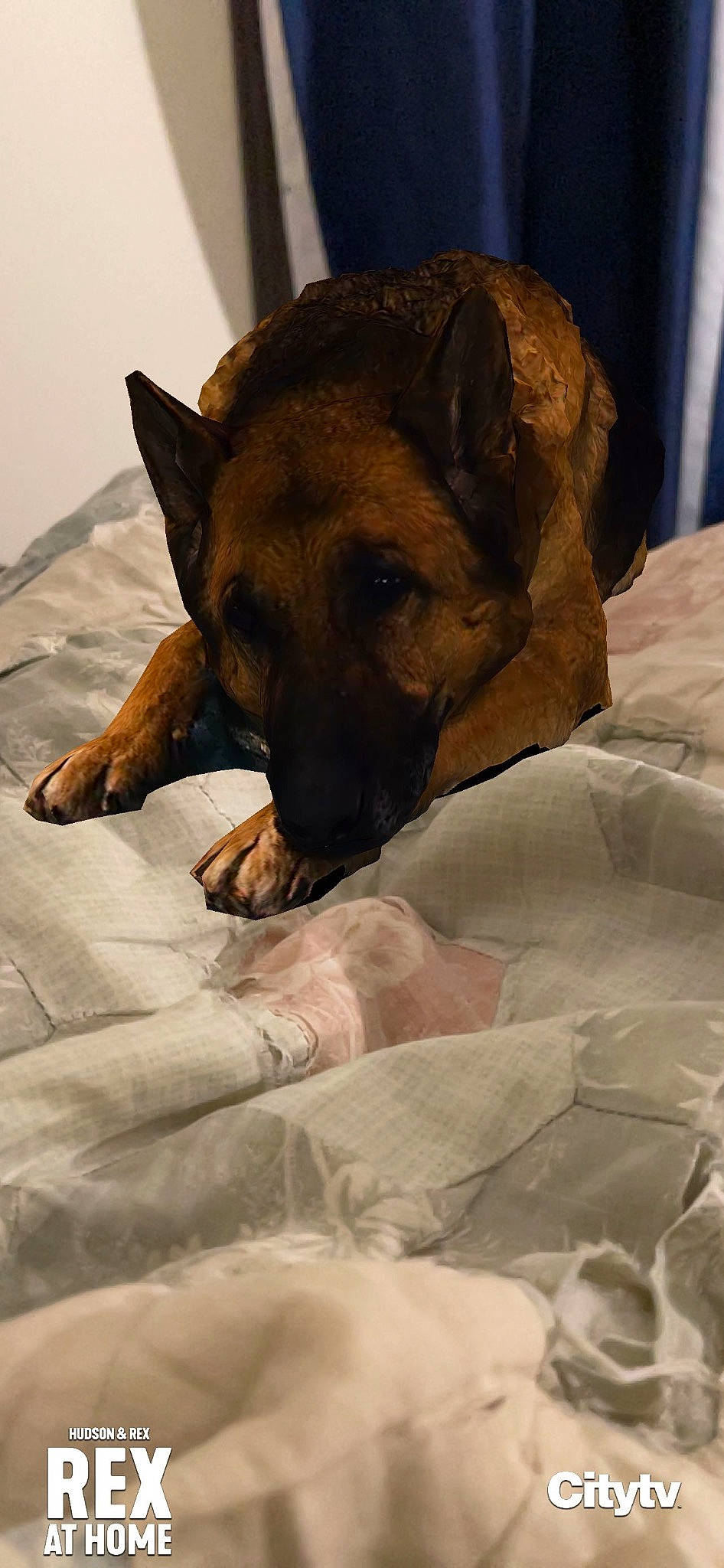 Rosie is registered to the contest to win money with this photo: bored, canidae, carnivore, comfort, companion_dog, dog, dog_breed, dog_supply, fawn, flooring, fur, german_shepherd_dog, guard_dog, linens, nap, paw, sporting_group, terrestrial_animal, whiskers, working_dog