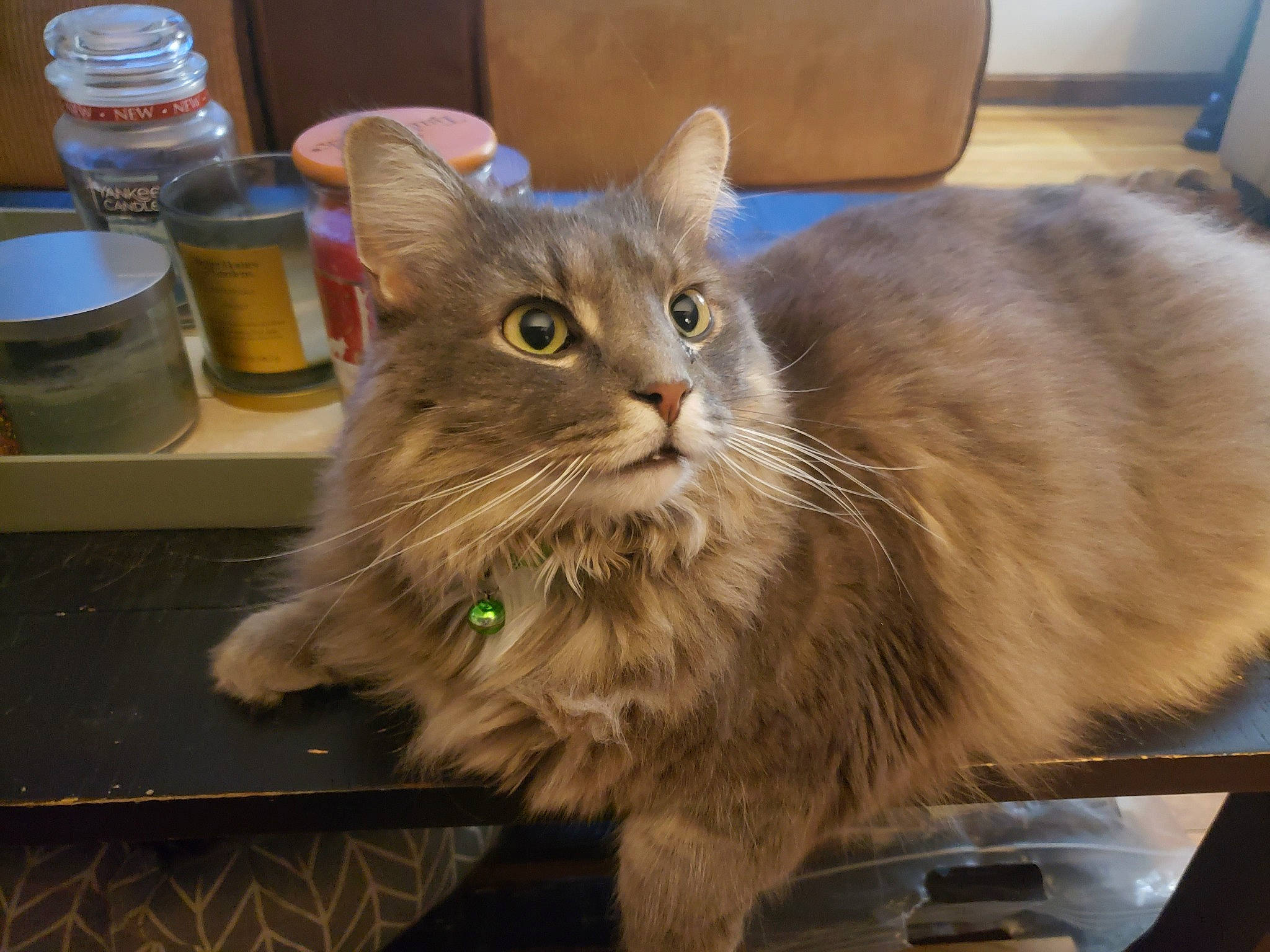 Toby joined the competition — help win amazing prizes! box, british_longhair, carnivore, cat, claw, cutlery, domestic_short_haired_cat, felidae, fur, kitchen_appliance, kitchen_utensil, maine_coon, paw, salt_and_pepper_shakers, serveware, small_to_medium_sized_cats, snout, tail, whiskers