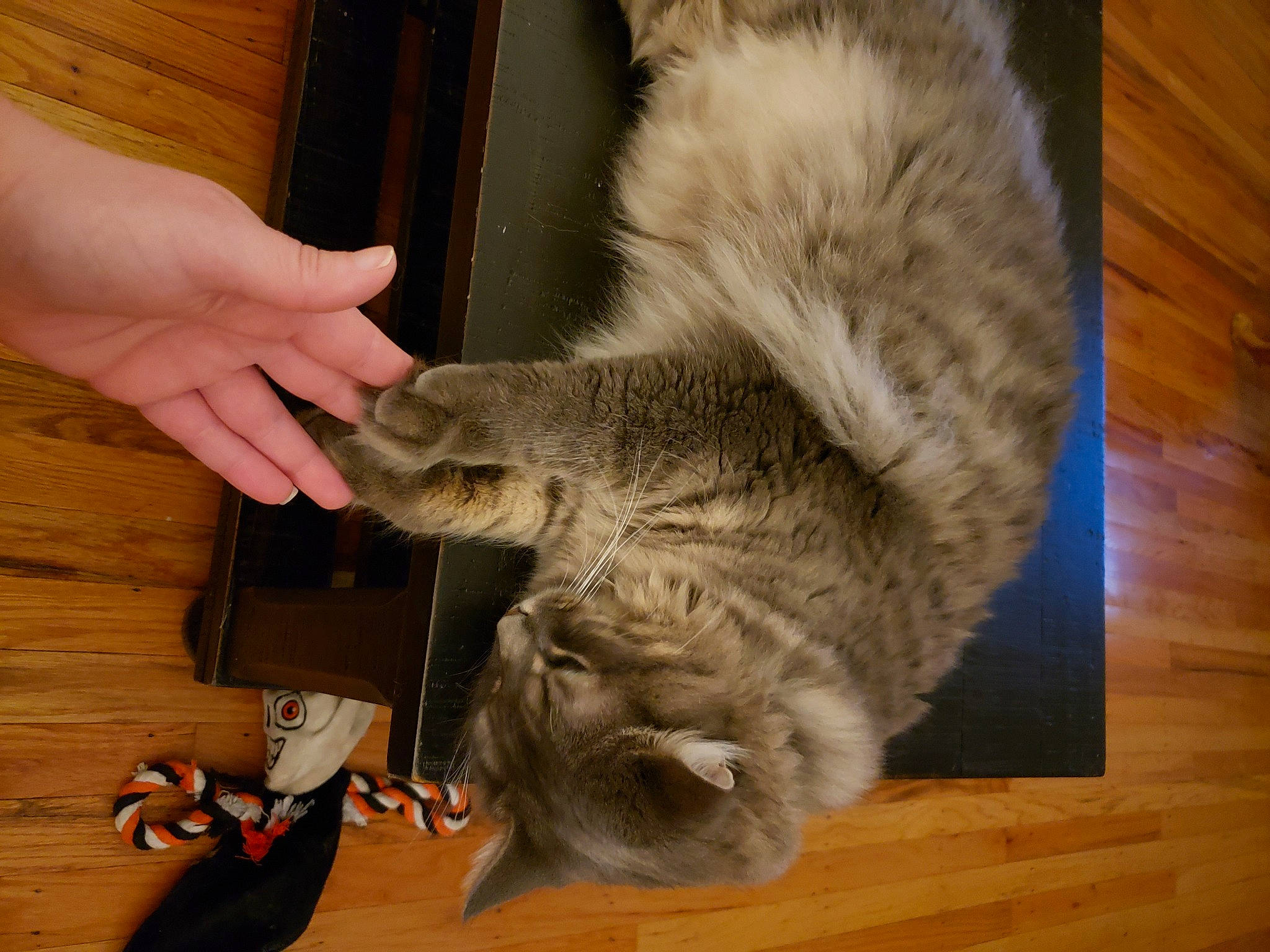 Toby joined the competition — help win amazing prizes! cat, cat_toy, claw, comfort, domestic_short_haired_cat, fawn, felidae, flooring, fur, hardwood, paw, small_to_medium_sized_cats, snout, tail, terrestrial_animal, varnish, whiskers, wood, wood_flooring, wood_stain