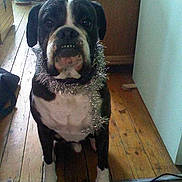 Prince participe au concours pour gagner de l'argent avec cette photo :