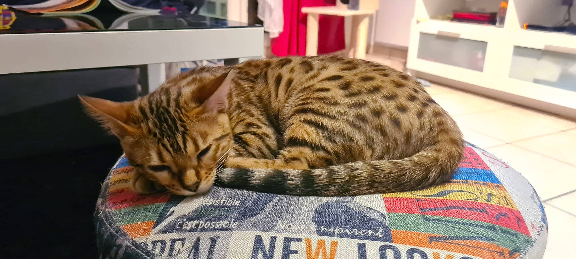 Scar participe au concours pour gagner de l'argent avec cette photo : basket, carnivore, cat, cat_bed, cat_supply, comfort, domestic_short_haired_cat, fawn, felidae, fur, home_appliance, kitchen_appliance, microwave_oven, nap, pet_supply, room, small_to_medium_sized_cats, snout, terrestrial_animal, whiskers